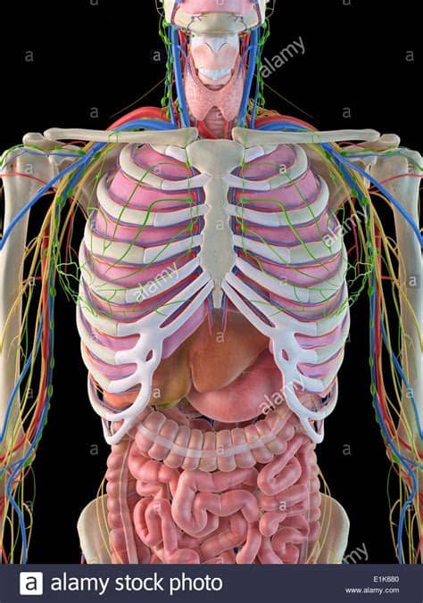Rib cage pain may start in one area but travel to an area nearby. Human ribcage and internal organs computer artwork Stock ...