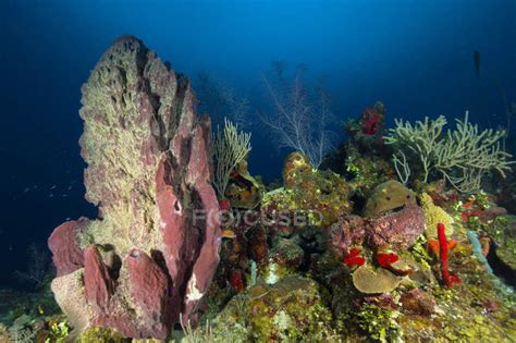 Coral Reef And Sponges — Sea Fans Ecosystem Stock Photo 174402678
