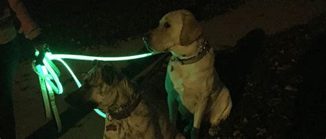 10 Tips And Tools For Walking At Night With Your Dog
