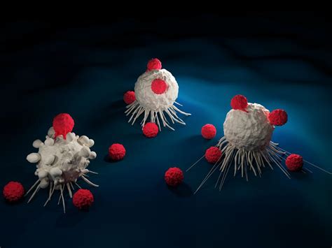 How Immune Cells Can Be Controlled To Kill Cancer