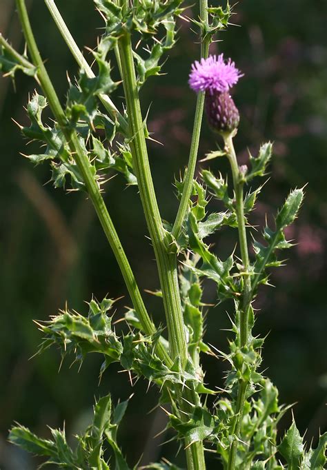 Canada Thistle A Worthy Foe — Yard And Garden Report