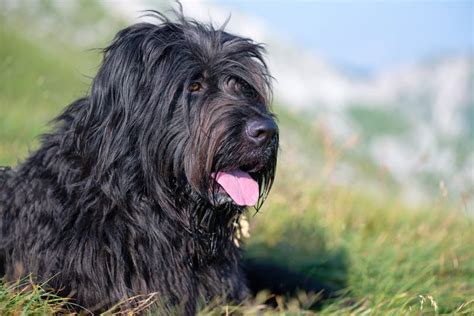 Bergamasco Dog Breed Info Pictures Personality And Facts Hepper