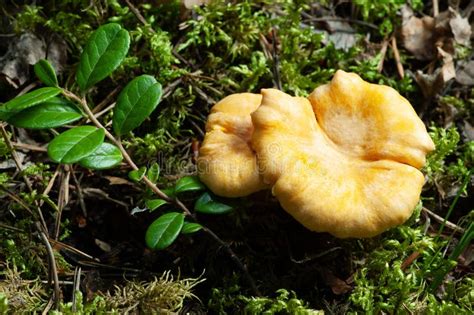 Bright Orange Chanterelle Mushrooms Stock Photo Image Of Yellow