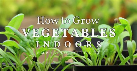 How To Grow Vegetables Indoors Easy Beginners Guide