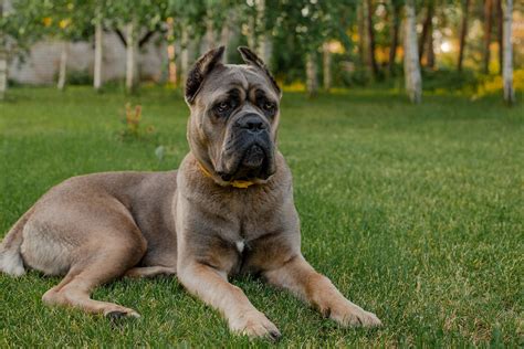 Cane Corso Dog Breed Grim Guard Or Caring Canine A Little Of Both