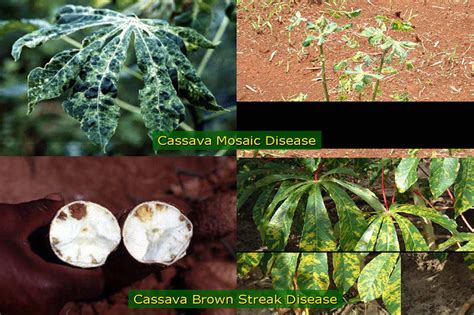 Scientists Alarmed By Spread Of Brown Streak Disease In Cassava
