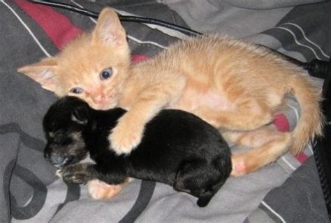 Beautiful Images Kitten And Puppy Cuddling