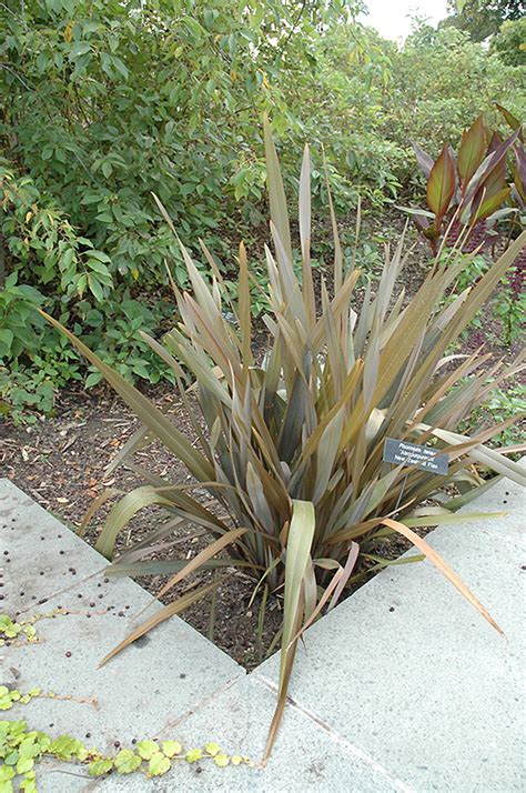 New zealand flax ornamental grasses garden inspiration garden plants shrubs different colors colours crystal landscape. Bronze New Zealand Flax (Phormium tenax 'Atropurpureum ...
