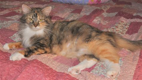 Barbs Cats And Quilts Minnie The Pregnant Calico