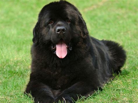 Finden sie billige flüge zu vielen zielen weltweit. Neufundländer: Großer Hund mit Charakter