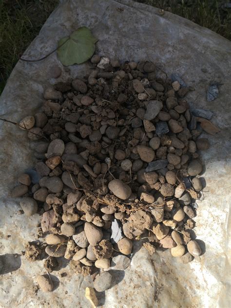 Clay soil holds water and nutrients but can be difficult for gardening, especially when it's dry or muddy. Hundreds of pebbles in clay soil, this was only from a ...