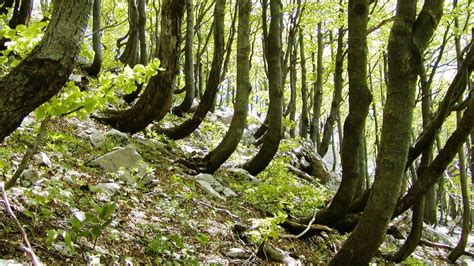 The Ancient And Primeval Beech Forests Of The Carpathians