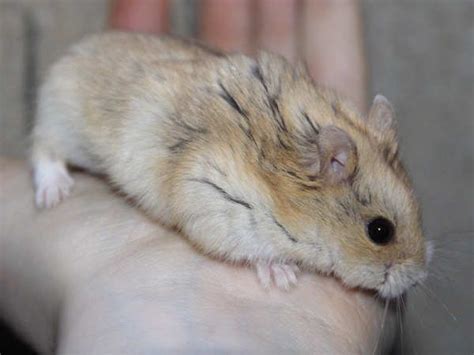 Campbells Hamster Colors Campbells Dwarf Hamsters Are Available In