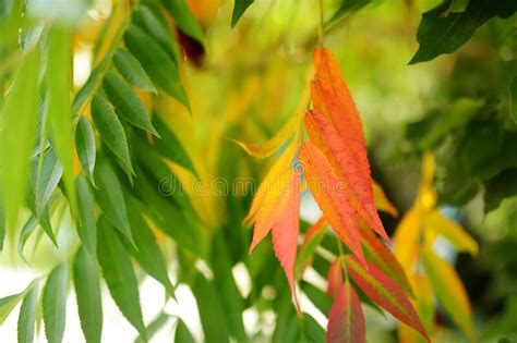 Beautiful Red Sumac Leaves On A Tree Branch On Autumn Day Stock Image
