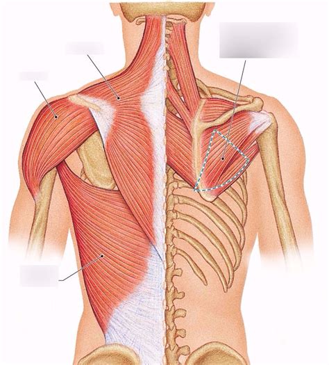Back Muscle Diagram Back Muscle Anatomy Science Online Line Diagram