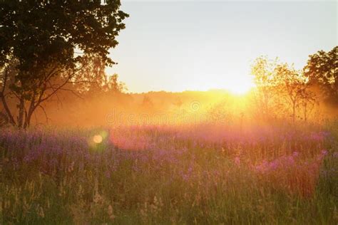 Countryside Meadow In Beautiful Sunset Stock Image Image Of Beauty