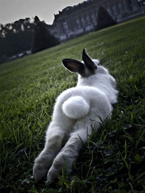 50 Funny Rabbit Pictures To Make You Smile