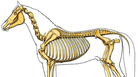 Horse Axial Skeleton