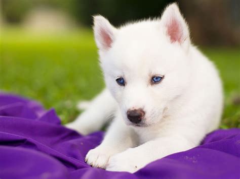 Husky Puppy Wallpapers Wallpaper Cave