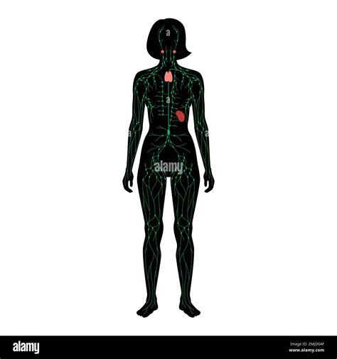 Lymphatic System Illustration Stock Photo Alamy