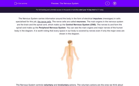 Understand The Nervous System Worksheet - EdPlace