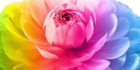 Nach einer winterpause geht der garten nun wieder in produktion, allerdings mit gesteigertem kulinarischen anspruch: Blumenbilder nach Blütenfarbe wählen | Garten | Pinterest ...