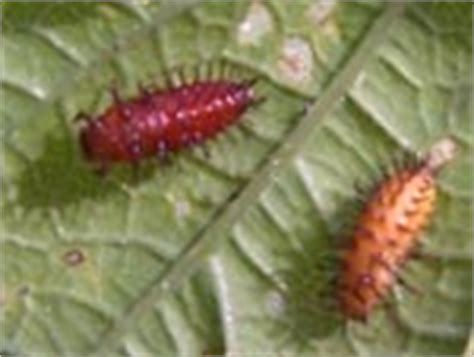 But i'm not sure what they really are. Pests