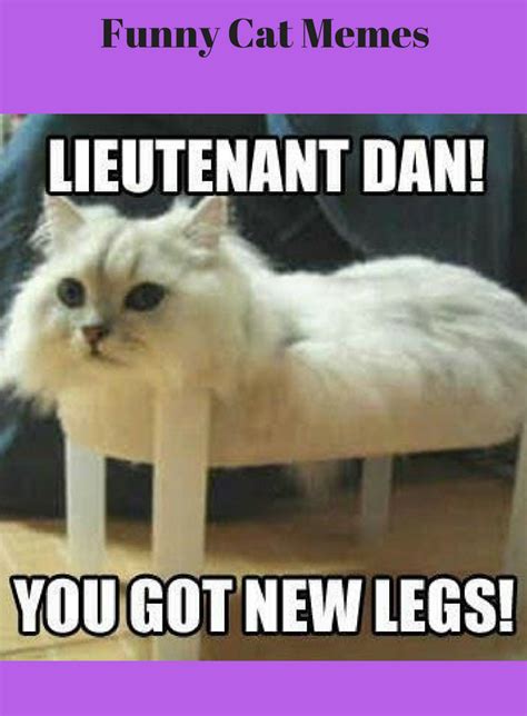 Funny Cat Memes That Will Make You Laugh Out Loud Rosa