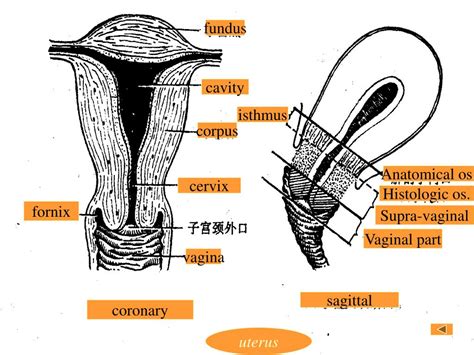 Ppt Chapter 1 The Anatomy Of The Female Reproductive System