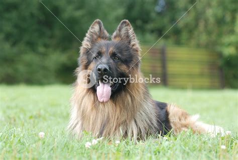 Long Hair German Shepherd Dog Royalty Free Stock Image Storyblocks