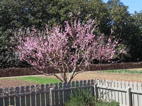 How And When To Prune Peach Trees F