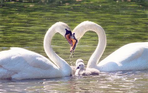 Swan Love Romantic Free Photo On Pixabay Pixabay