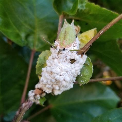 How To Get Rid Of Mealybugs Naturally Ultimate Guide Bugwiz
