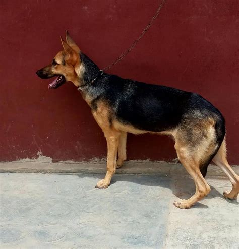 Pure Breed German Shepherd Puppy For Sale Pets Nigeria