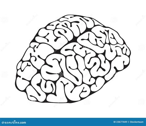 Figura close up do cérebro ilustração stock Ilustração de neurologia