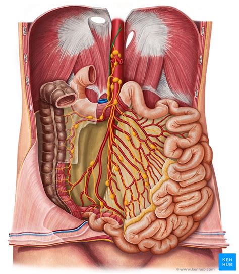 Lymphatics Of Abdomen And Pelvis Anatomy And Drainage Kenhub