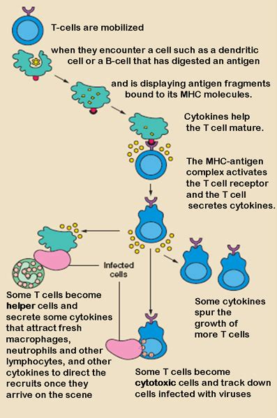 Cell Mediated Immunity Definition And Response