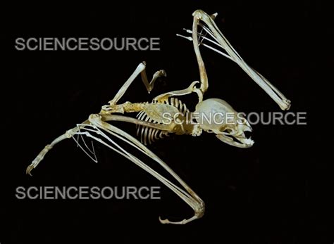 Vampire Bat Skeleton Stock Image Science Source Images