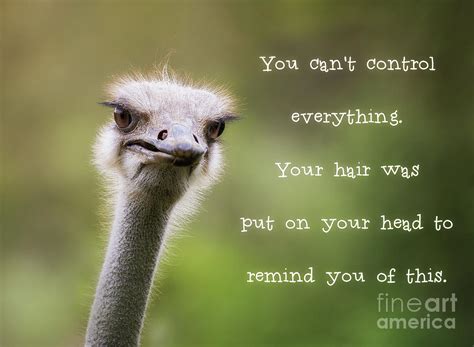 Ostrich Having A Bad Hair Day Photograph By Jane Rix Pixels