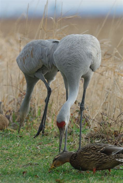 Sandhill Crane Reifel Bird Sanctuary Canuckforever Flickr