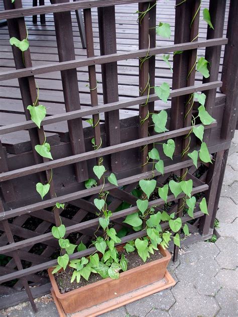 Check spelling or type a new query. Trellis Vines | Slowly but surely the morning glory and ...