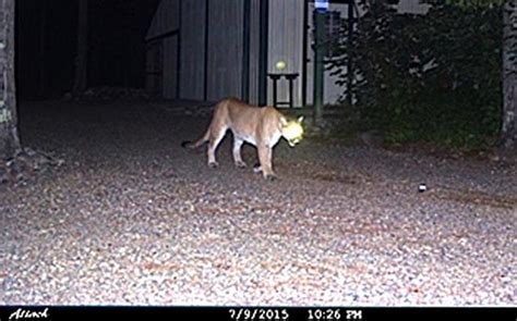 2 Cougar Sightings Confirmed In Northern Wisconsin