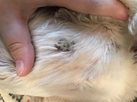 Our 12 Year Old Westie Has Raised Black Scabs On His Chest And Two