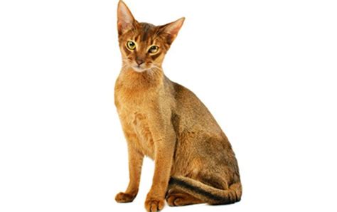 Do ginger cats live up to the fiery temperament ginger haired humans are just about every cat breed not dependent on color can have the orange tabby pattern. 5 Of The Most Popular Cat Breeds Around The World - CatTime