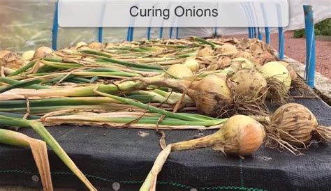 How Do You Know When Onions Are Ready To Harvest