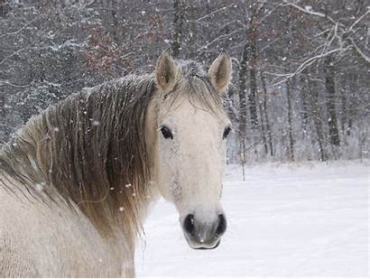 Horse Winter Scenes Horses Wallpapersafari