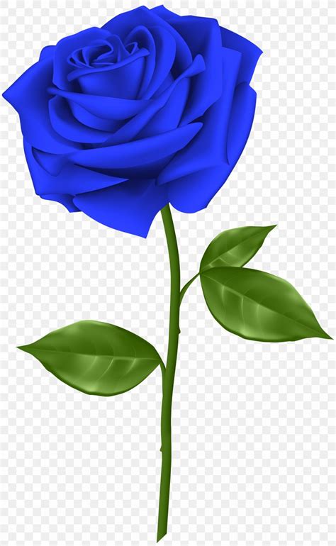 Blue Rose Flower Clip Art Png 3689x6000px Blue Rose Blue Cut