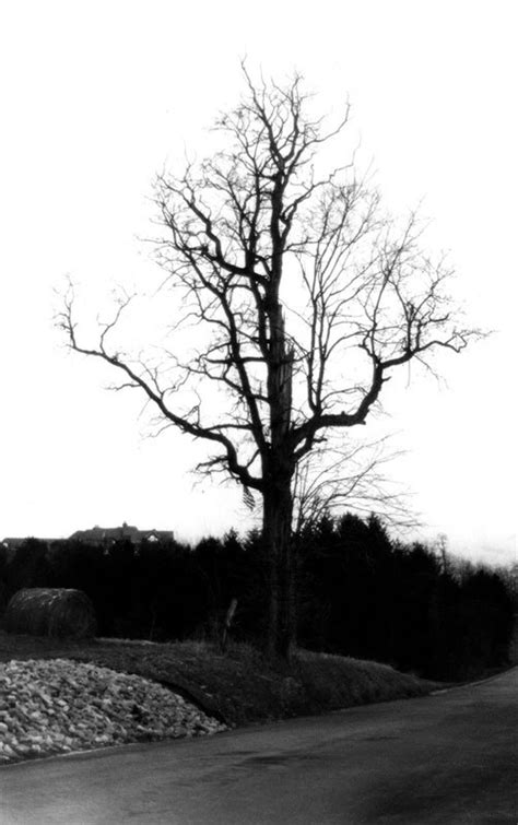 Free Dead Tree Photos And Pictures Freeimages