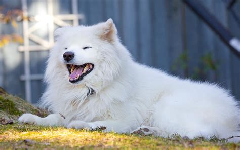 Samoyed Wallpaper 65 Pictures