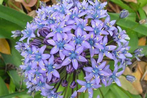 Though siberian squill is not native to siberia, the plant probably got its common name because it is so cold hardy, thriving as far north as usda hardiness zone two. Scilla peruviana